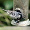 Coal Tit on feeder as seen from the nature hide at Wallington Hall.