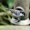 Coal Tit on feeder as seen from the nature hide at Wallington Hall.
