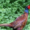 Pheasant as seen from the nature hide at Wallington Hall