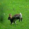 Rabbit in the field at wallington Hall.