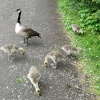 Canada Geese at Wallington Hall.
