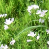 Wildflowers