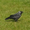 Wildlife