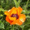 A Beatiful Poppy in a Gravesend Garden