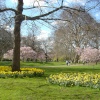 St. James's  Park in the Spring