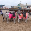 Donkeys