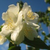 Orange Blossom