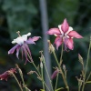 Flowers in Steeple Claydon allotments