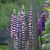 Flowers in Steeple Claydon allotments