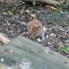 Bank Vole seen from the Nature Hide at Wallington Hall.