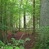 Forrest Walk, Wallington Hall.