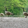 Canada Geese, Wallington Hall.