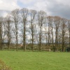 Trees on the outskirts of Hodnet