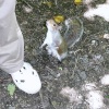 A friendly squirrel