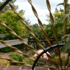 Beer Gardens, Devon