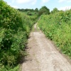Country lane
