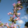 Sage