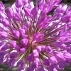 Roadside flower