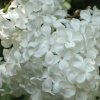 Lilac in the Abbey Gardens