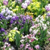 Garden bed, Abbey Gardens