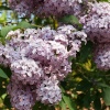 Lilac, Abbey Gardens