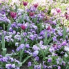 Garden bed, Abbey Gardens