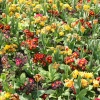 Bedding plants in the Abbey Gardens
