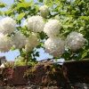 Snowball Tree, Lavenham