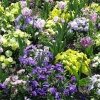 Abbey Gardens
