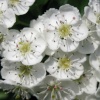 Hawthorn blossom