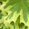 New Leaves