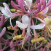 Honeysuckle
