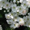 Hawthorn