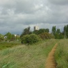 Beside the River Frome Looking Towards Wareham