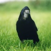 A Rook Beside the A 303 Near West Knoyle