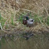 Duck in the Canal