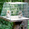 Grey Squirrel in bird feeder at Washington Wetland Centre.