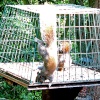  Grey Squirrel in bird feeder at Washington Wetland Centre.