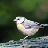 Blue Tit