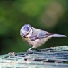 Blue Tit