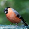 Bull Finch.