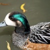 Chiloe Wigeon