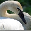 A picture of Washington Wetlands Centre