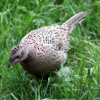 Pheasant Female
