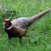 Pheasant Male
