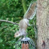 Grey Squirrel