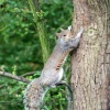 Grey Squirrel