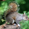 Grey Squirrel