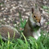 Grey Squirrel