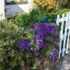 Village garden